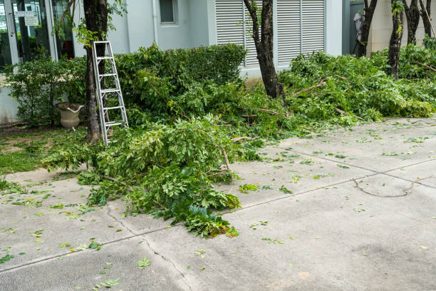 Best Lawn Maintenance Plans  in Lindsay, TX