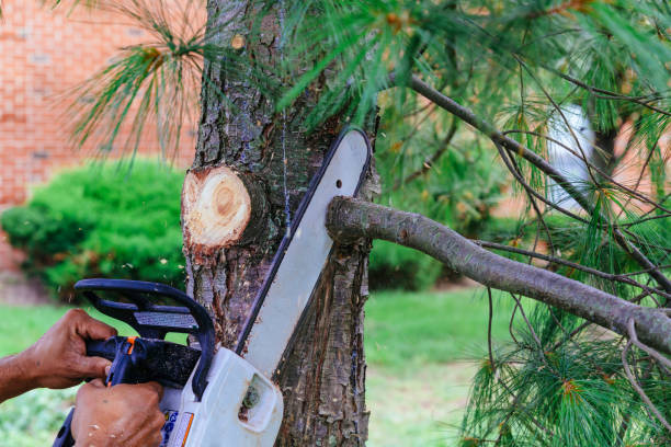 Lindsay, TX Tree Services Company